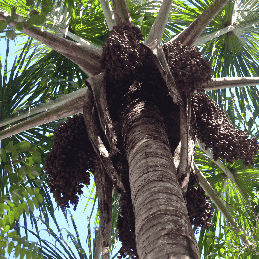 Aguaje: The Superfruit with Amazing Health Benefits 2 Moriche Palm Tree with Moriche Palm Fruit also called Aguaje